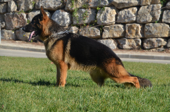 Fenix de kantoska | German Shepherd Dog 