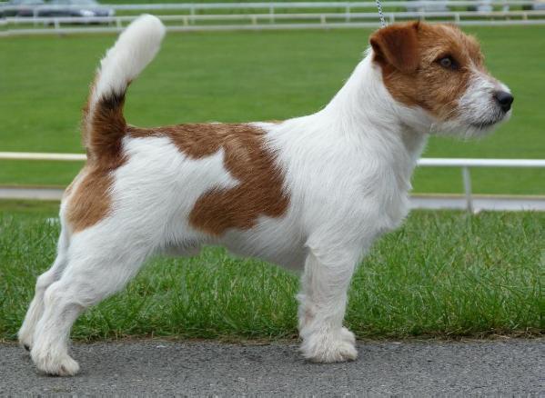 Bake Rolls Fidlant | Jack Russell Terrier 