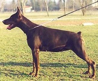 Ida Dzina de Gagnant | Brown Doberman Pinscher