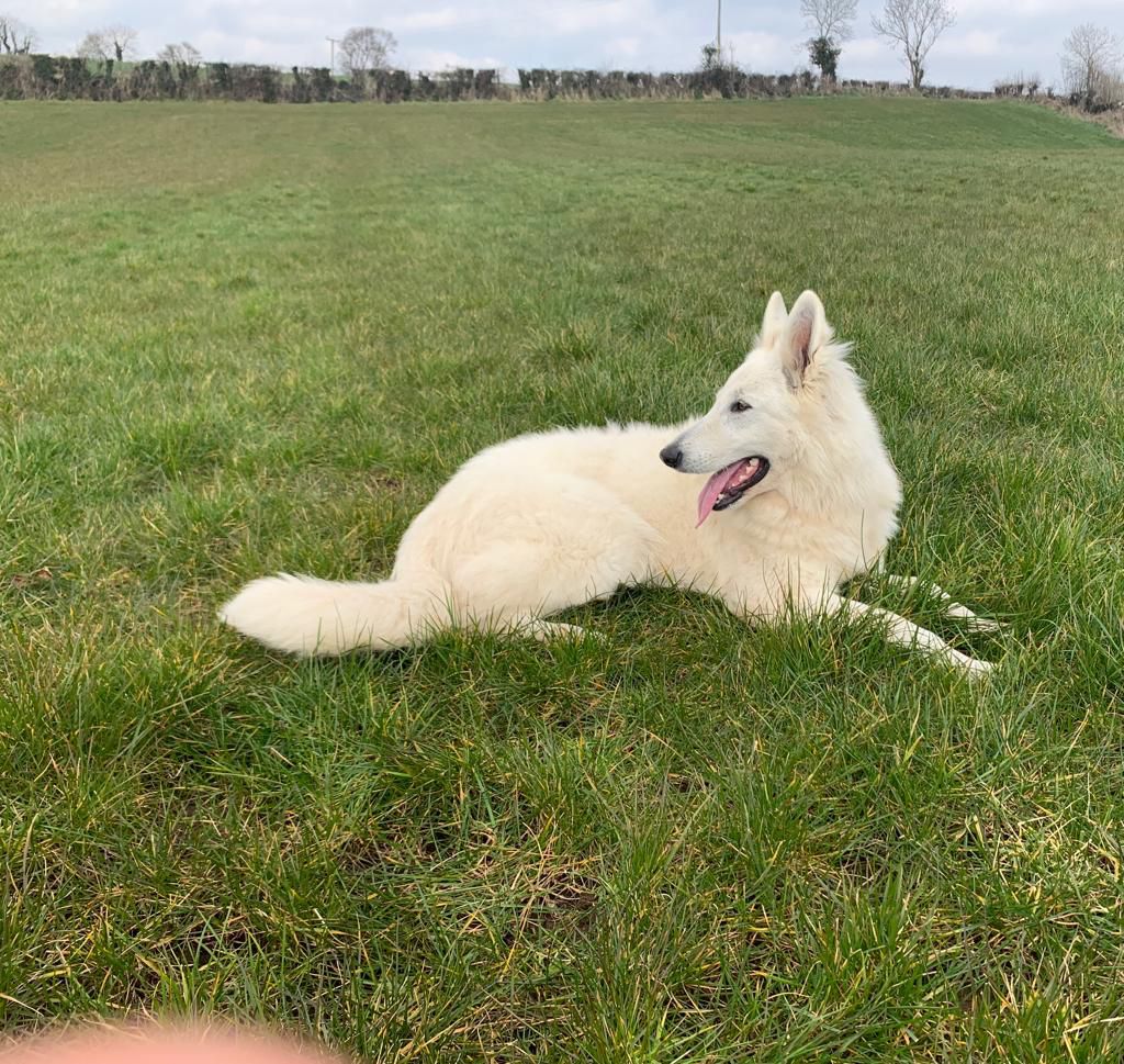 Angel Planet Solaris | White Swiss Shepherd Dog 