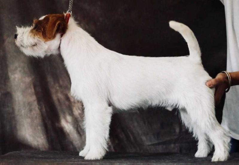 All Jacks Pablo Picasso | Jack Russell Terrier 