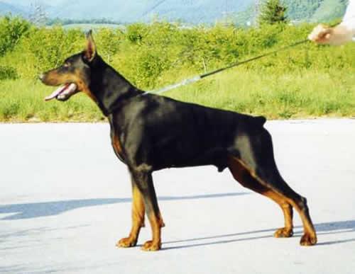 Bentley Flashived | Black Doberman Pinscher