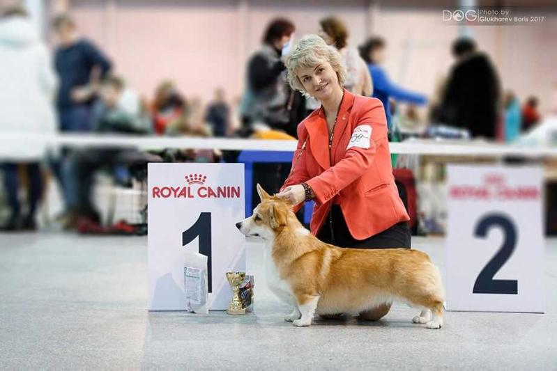 Aksy Oma Kallista | Pembroke Welsh Corgi 