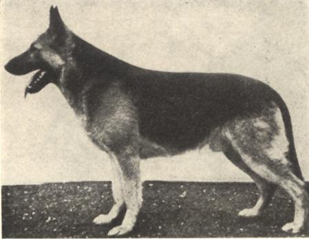 Egon von der Badener-Höhe | German Shepherd Dog 