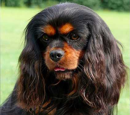 George Vom Rabymar Magic Baccara | Cavalier King Charles Spaniel 