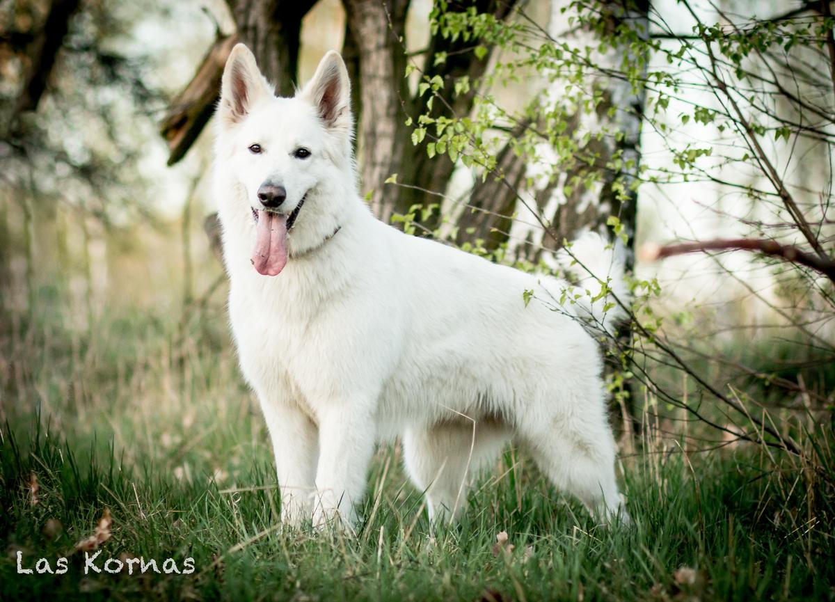 FENIKS Las Kornas | White Swiss Shepherd Dog 