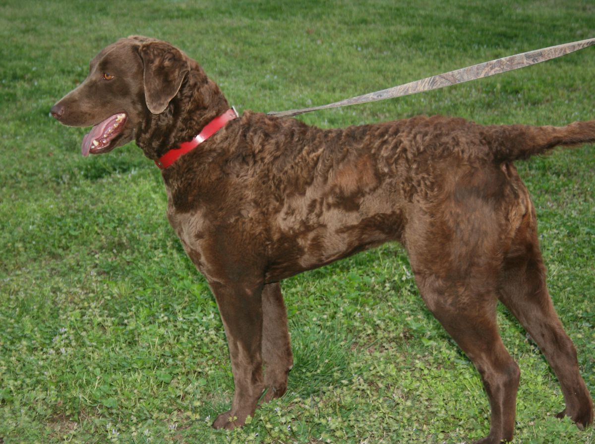 Tennessee River Stone’s Avery | Chesapeake Bay Retriever 