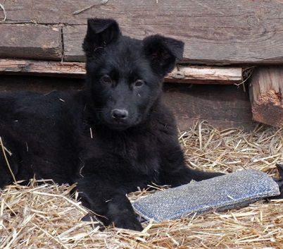 Nostalgiya | German Shepherd Dog 
