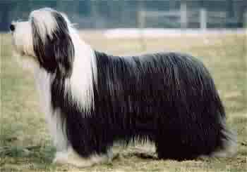 Woolpack's no matter what | Bearded Collie 