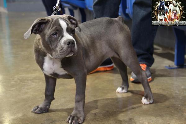 Victoria's Blue Secret Blue Bella of New Era Bulldogge | Olde English Bulldogge 