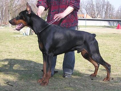 Energy Extra Moravak | Black Doberman Pinscher