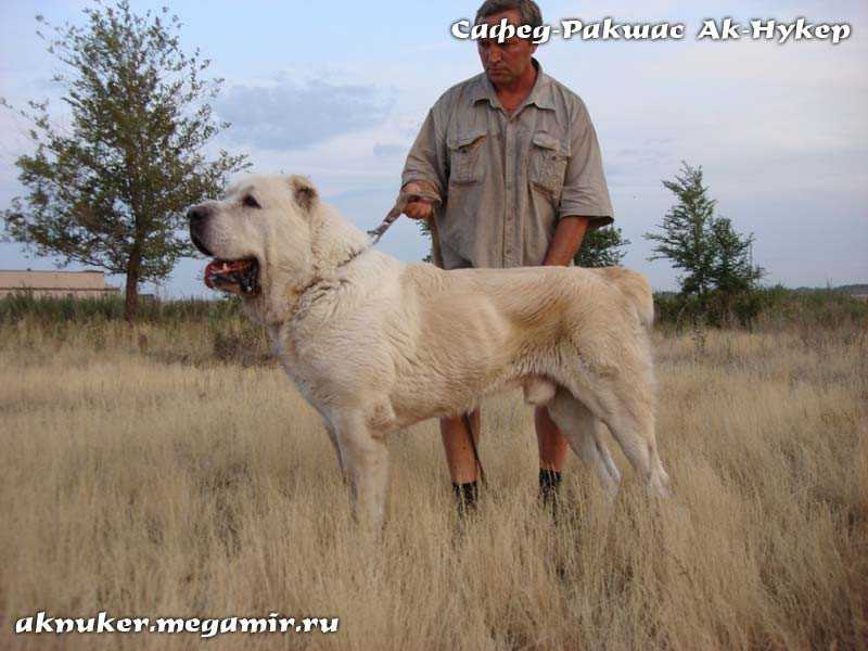 Ak Nuker Safed-Rakshas | Central Asian Shepherd Dog 