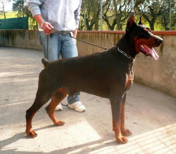 Salubi Della Ninfa Nobel | Black Doberman Pinscher