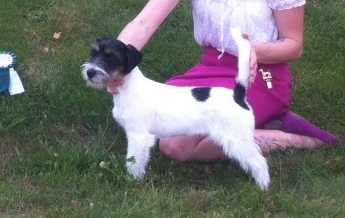 Jacks'R'us Pink Fairytale Gentleman | Jack Russell Terrier 