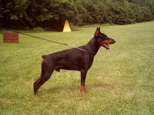 Tiger del Pais Baviera | Black Doberman Pinscher