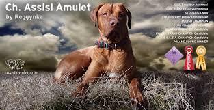 ASSISI AMULET BY REGGYNKA | Rhodesian Ridgeback 