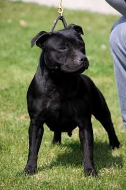 Lackyle Realta Eiri Dho | Staffordshire Bull Terrier 