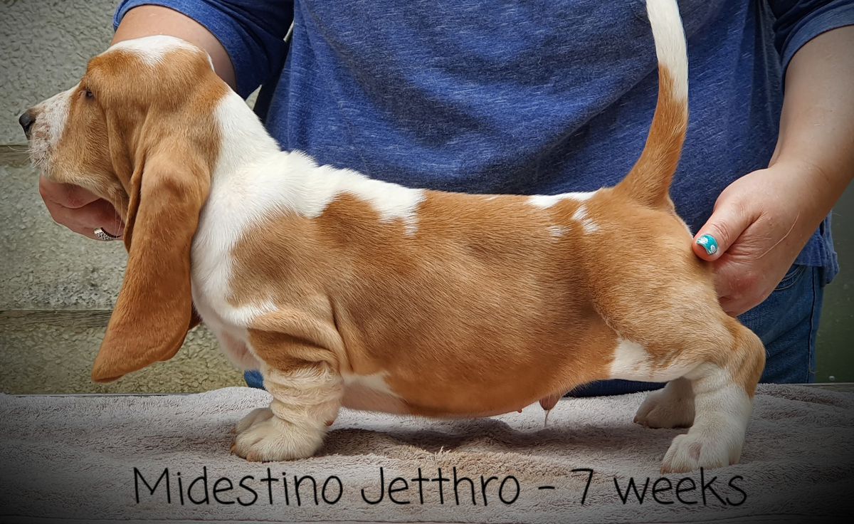 Midestino Jethro | Basset Hound 