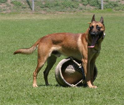 Paky's de la Fontaine St.Maurice | Belgian Malinois 