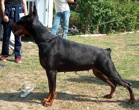 Lemira di Campovalano | Black Doberman Pinscher