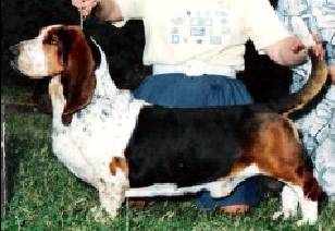 Sasquatch Thndrboltnlitefoot | Basset Hound 