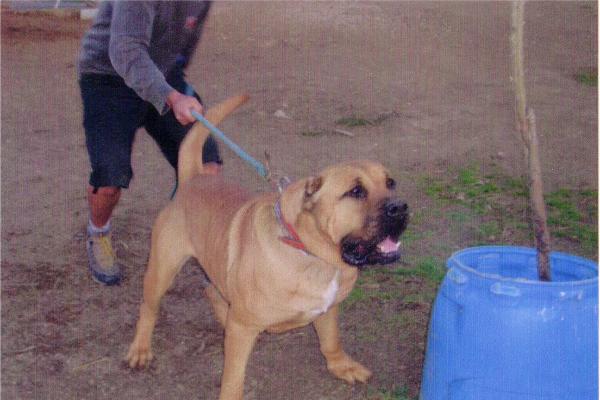 Farruco de Los Bimbaches | Perro de Presa Canario 