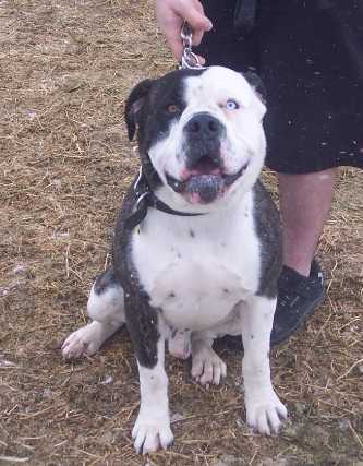 Sir Russel TheLoveMuscle | Alapaha Blue Blood Bulldog 