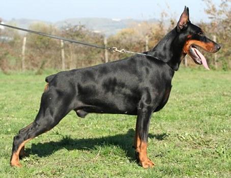 Quarzo Nero Campagnanensis | Black Doberman Pinscher