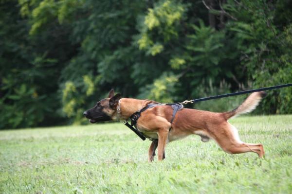 Barrage | Belgian Malinois 