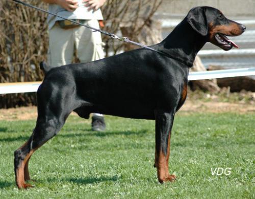 Vulcain of Devil Inside | Black Doberman Pinscher