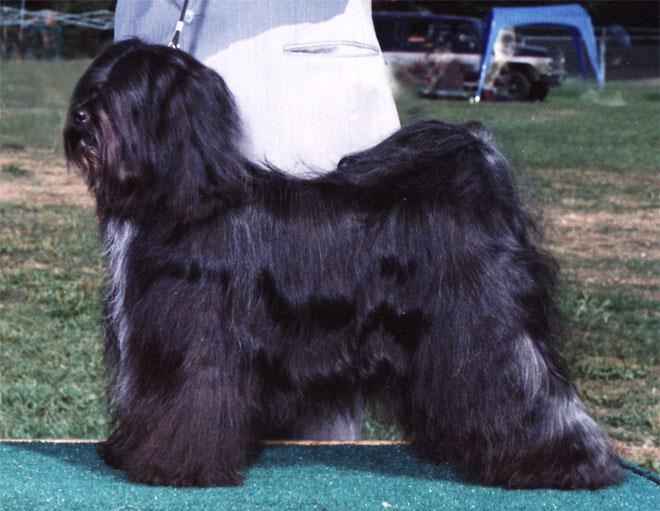 DALGHANI'S NAG-PO JO-NAH | Tibetan Terrier 