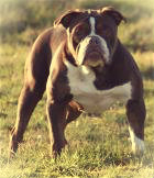 Bullforce Sugar Brown | Olde English Bulldogge 