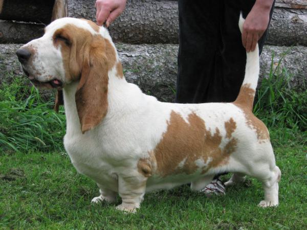 Ercuel canis haund | Basset Hound 