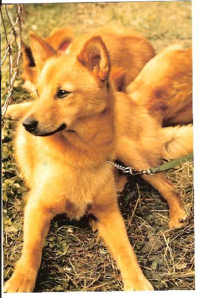 ALYNKA de Snapeside | Finnish Spitz 