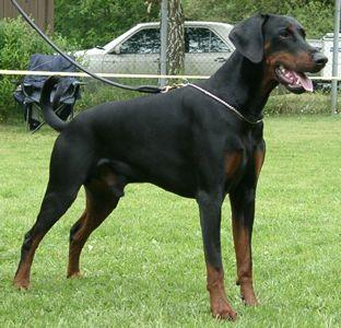 Quincy v.d. Böllenruthen | Black Doberman Pinscher