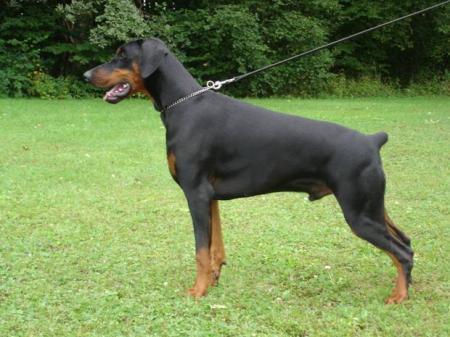 Aakon Bolviak Conan v. Steinigerweg | Black Doberman Pinscher