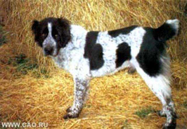 KELTE | Central Asian Shepherd Dog 