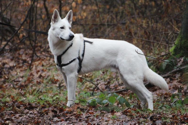 Chiran of Shadasa | White Swiss Shepherd Dog 