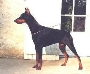 Herz du Clos des Poulains Noirs | Black Doberman Pinscher