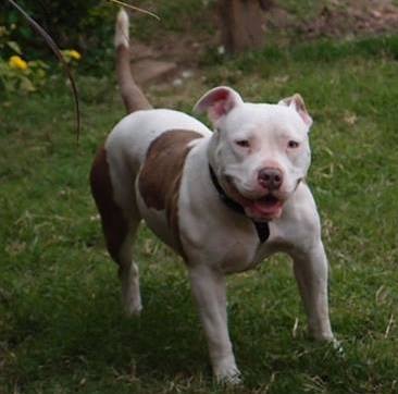 Poison Yvi | American Pit Bull Terrier 