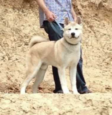 Tokuguay's Capt. Nebbuw Of Wubbenland | Akita 