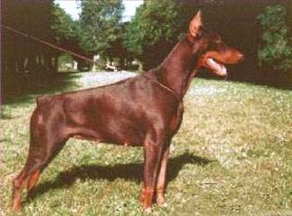 Jessie Herz du Clos des Poulains Noirs | Brown Doberman Pinscher