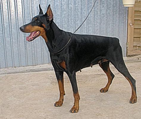 T'Chanel Jessie du Clos des Poulains Noirs | Black Doberman Pinscher