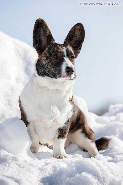 ORMAI IVERIA | Cardigan Welsh Corgi 