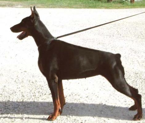 Bomba Dax'n Altobello | Black Doberman Pinscher