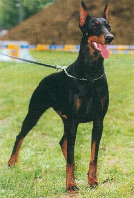 Norlanne de Vertemuse | Black Doberman Pinscher