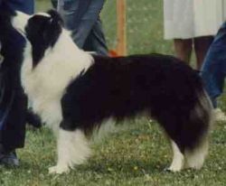 Clan Abby Silver Kiwi at Beagold | Border Collie 