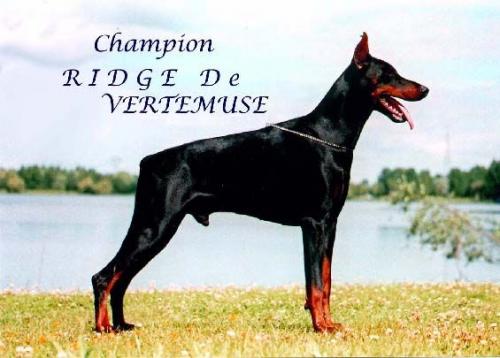 Ridge de Vertemuse | Black Doberman Pinscher