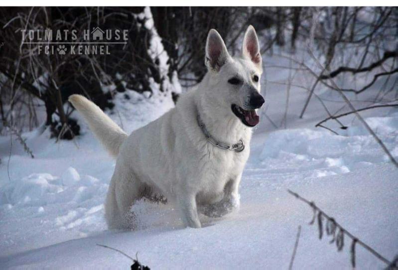 Chili Pepper from Tolmats House | White Swiss Shepherd Dog 