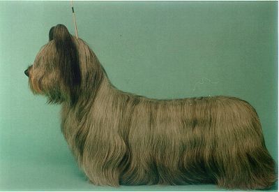 Olivia Inspiration | Skye Terrier 